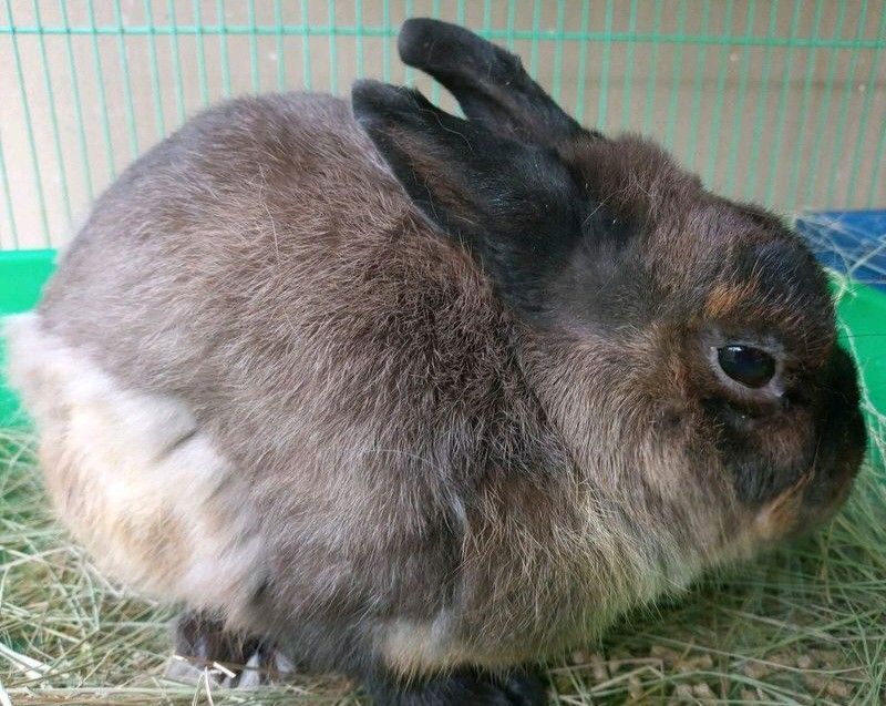 Netherland Dwarf bunny