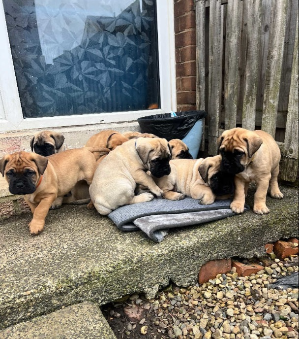 Gentle And Affectionate Bullmastiff Puppies For Sale!!