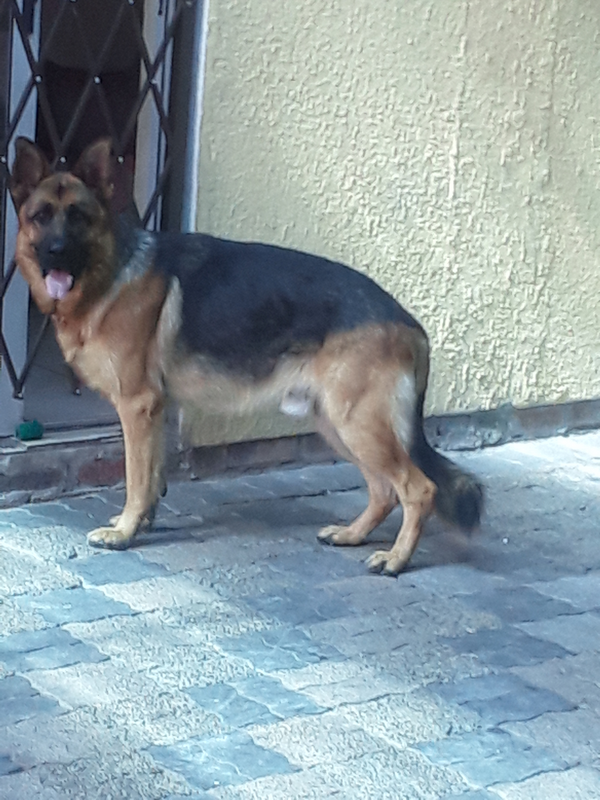 Two beautiful German shepherds needs to rehome ,male and female. Both for R 6000. Male regirsterd.