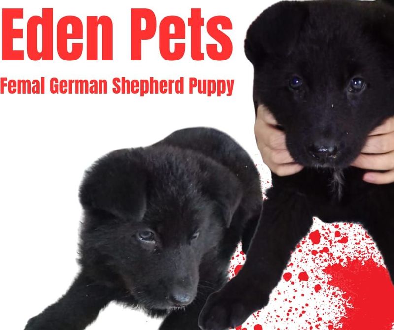 German Shepperd Puppies