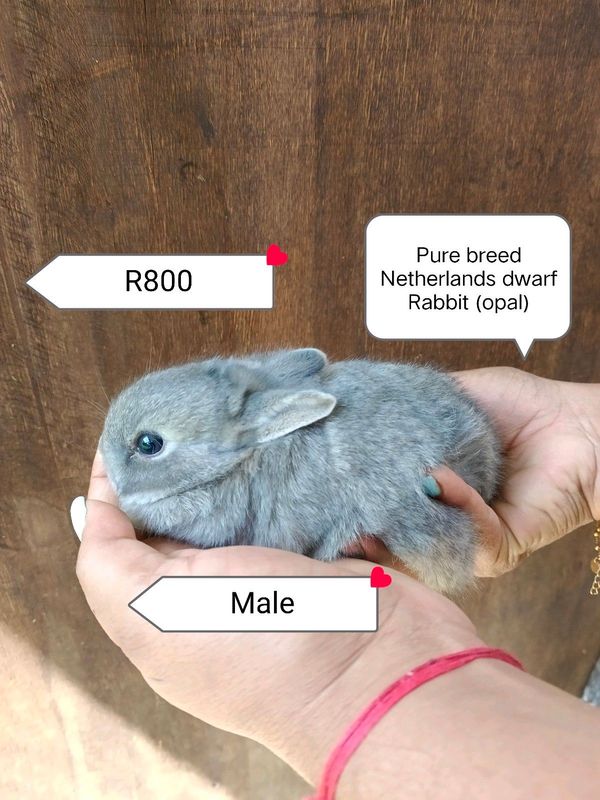 Pure breed Netherlands dwarf Rabbit