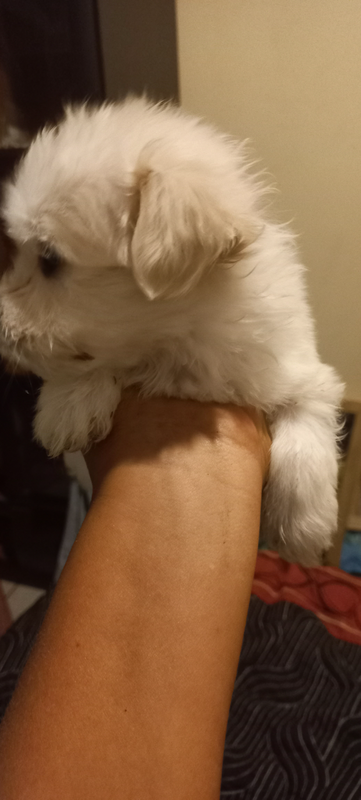 Purebred Maltese poodles  puppies for sale