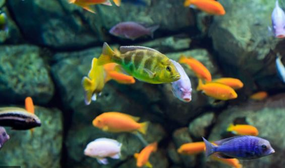 Tropical Aquarium or Fish Tank Maintenance