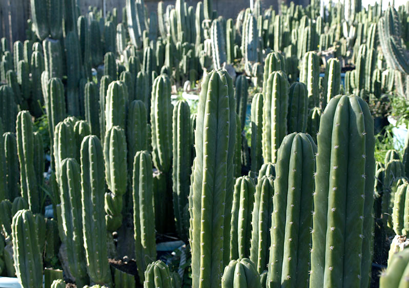 Cacti - Ad posted by The Shamanic Elf