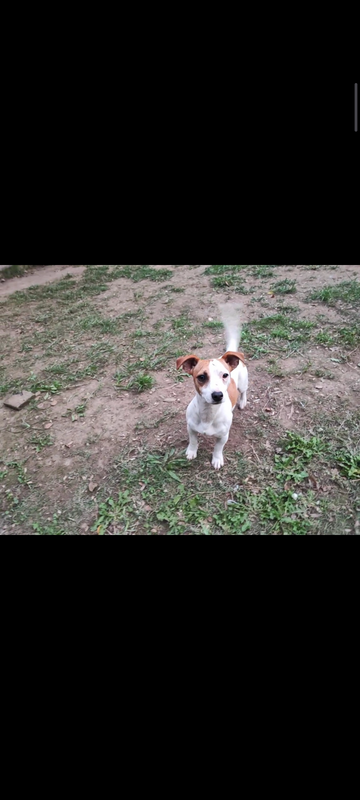 Jack Russell male