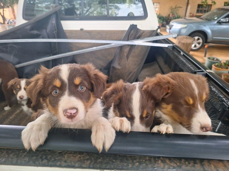 Brown tri-color Bordercollie Puppies