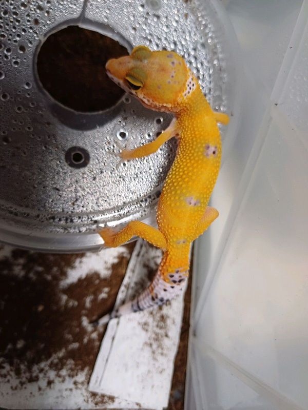 Leopard Geckos