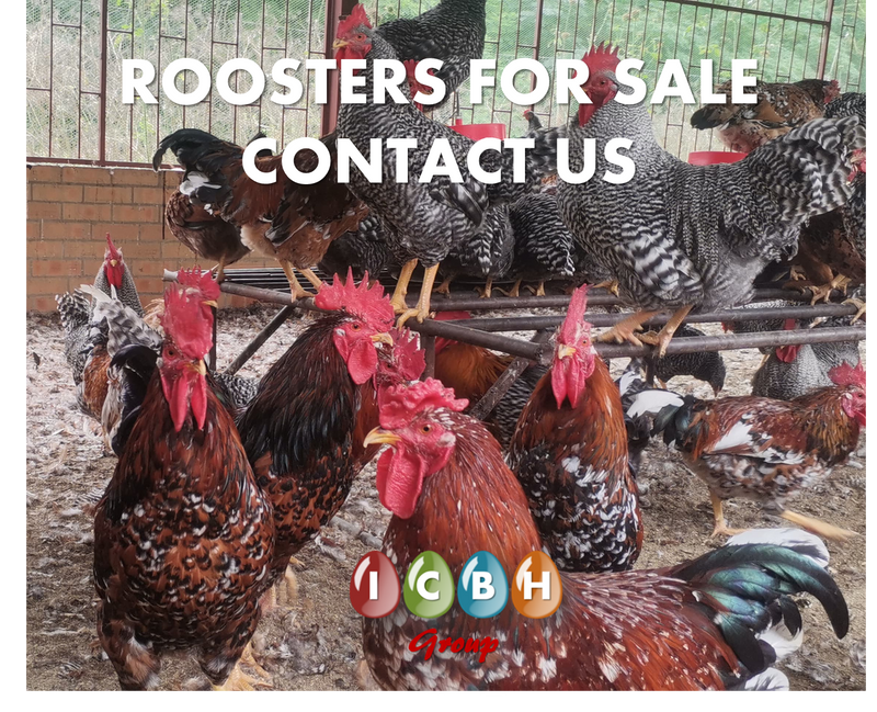 INDIGENOUS ROOSTERS FOR SALE