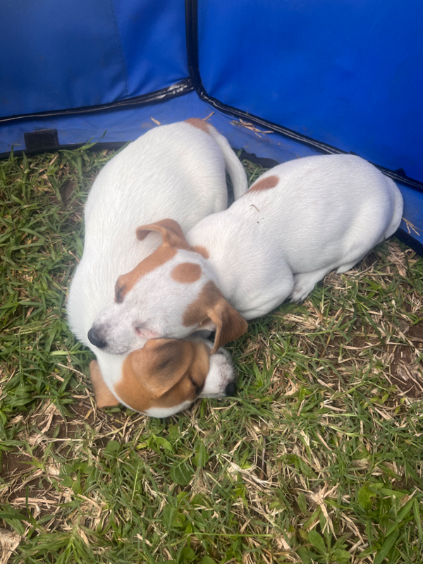 Thoroughbred Jack Russel Pups