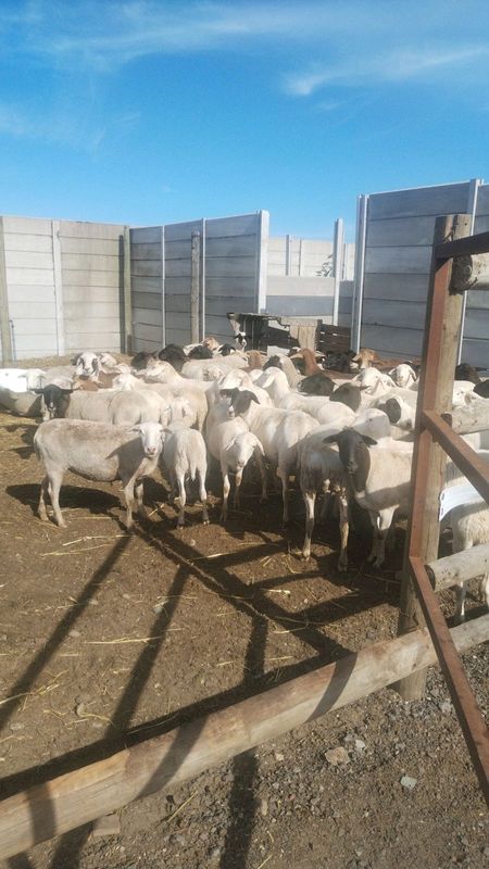 67 SHEEP FOR SALE