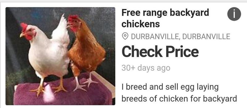 Free range laying hens