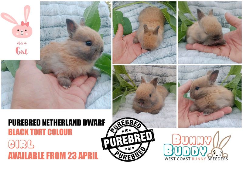 Purebred Netherland Dwarf Rabbits by Registered Breeder