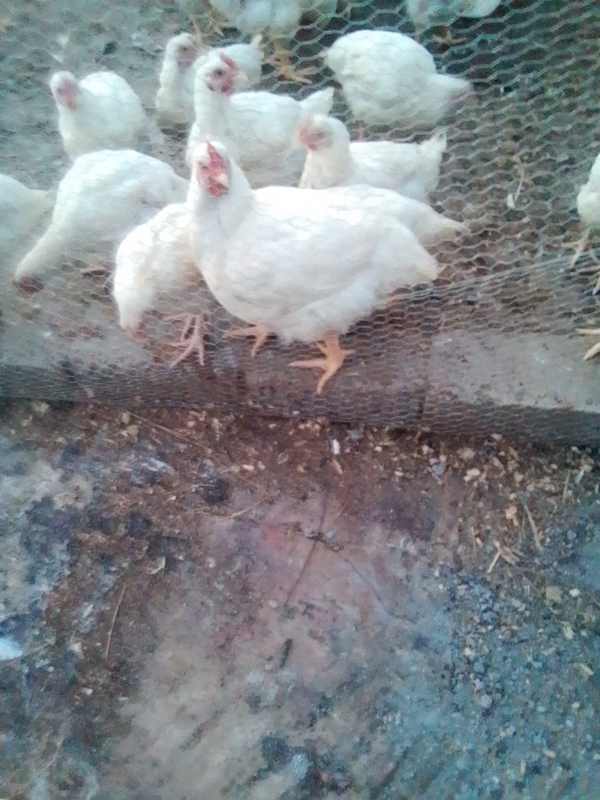 Broiler Chickens for sale