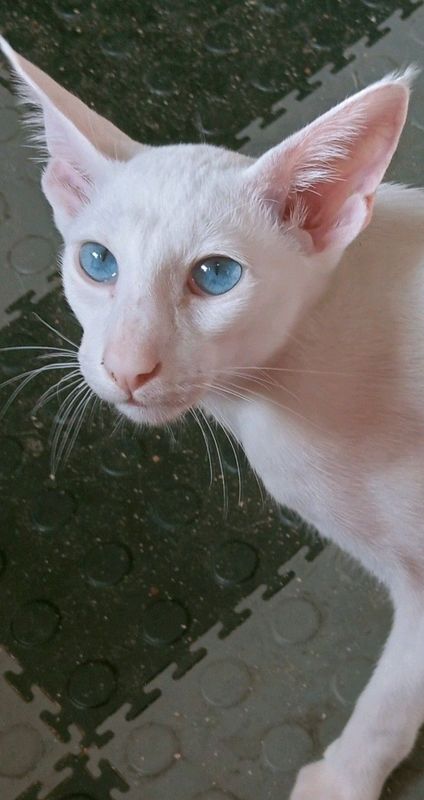 White Oriental Female