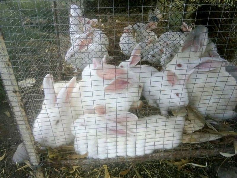 NEW ZEALAND WHITE RABBITS FOR SALE