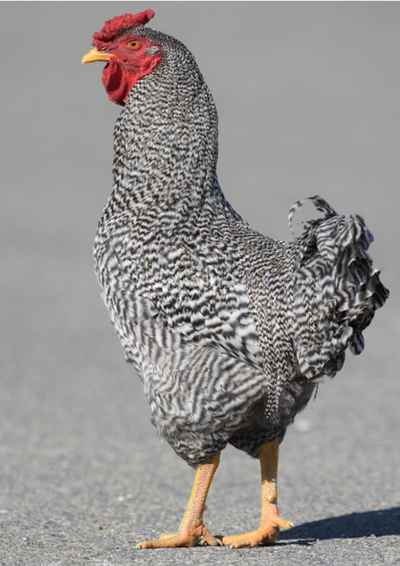 Barred rock rooster