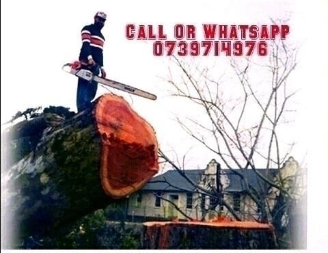 SPECIAL OFFER TREE FELLING SERVICE AROUND CAPE TOWN