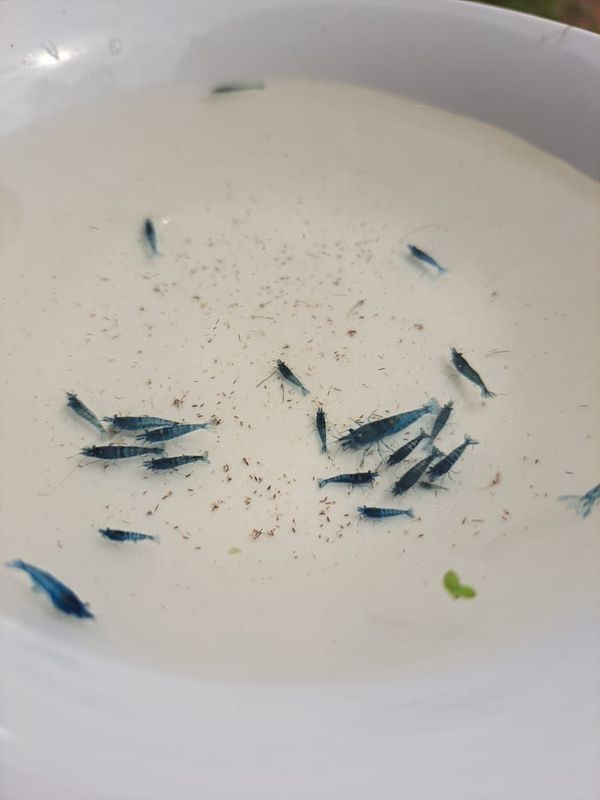 Blue dream shrimp for sale