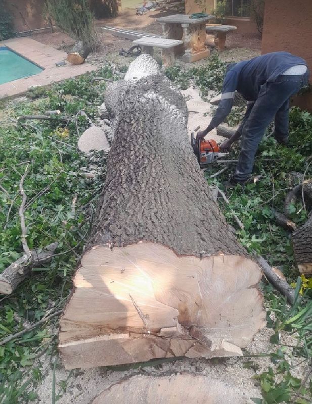 Tree felling) Tree transplanting) Palm removal) Palm trimming) Plot clearance) Stump removal) Garden
