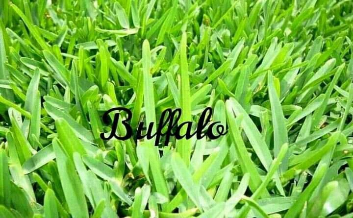 Top quality fresh green grass straight from the farm