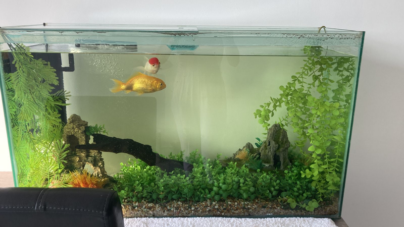 Fish tank (&#43;-100L)