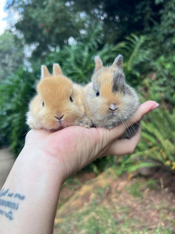 Purebred netherland dwarfs