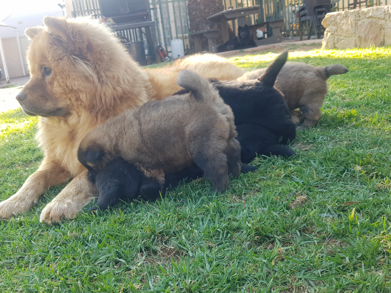 Purebred Chow Chow Puppies