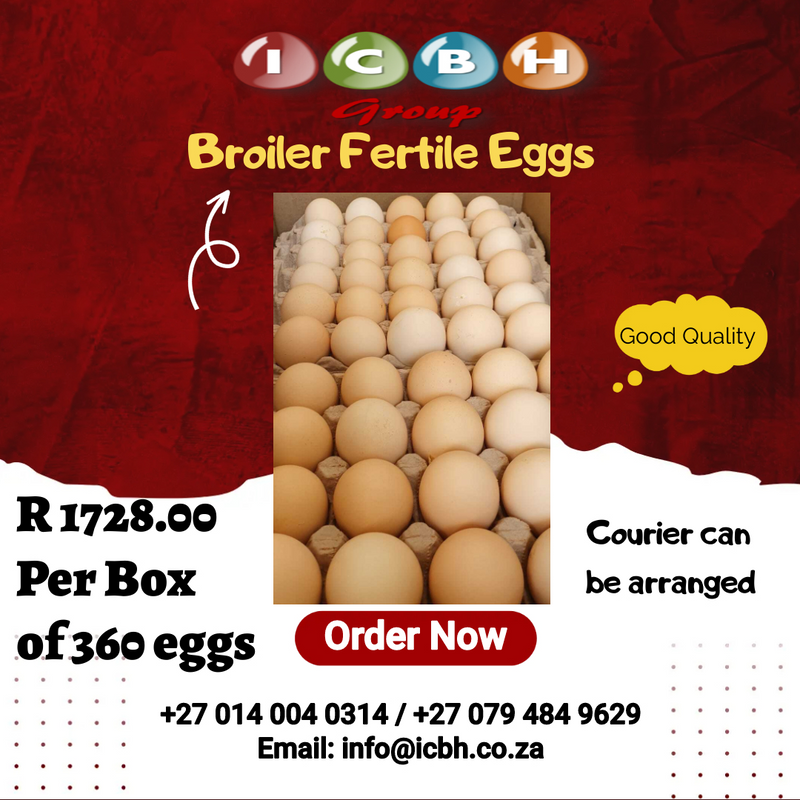 Broiler Fertile Hatching Eggs