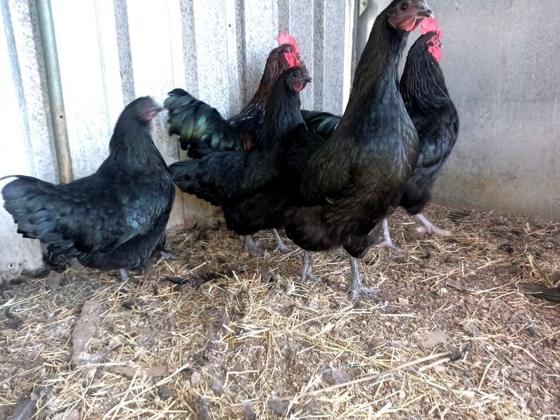 Black australorp chickens for sale