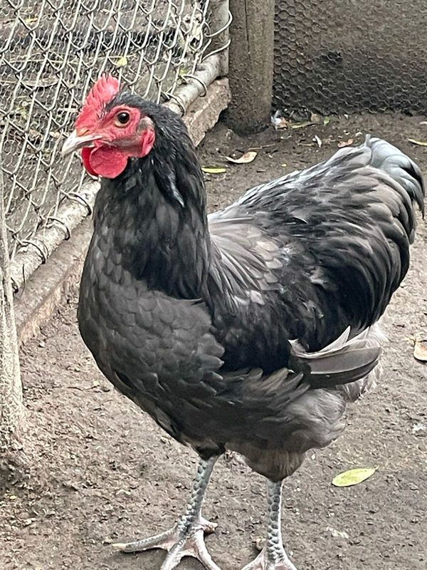 Australorp chickens