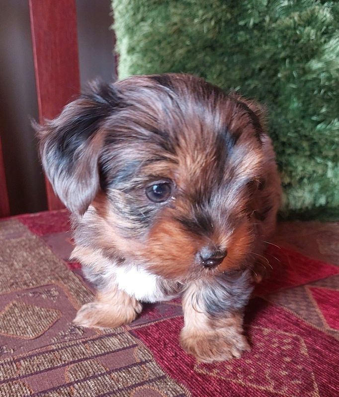 Miniature Female Yorkie puppy for sale