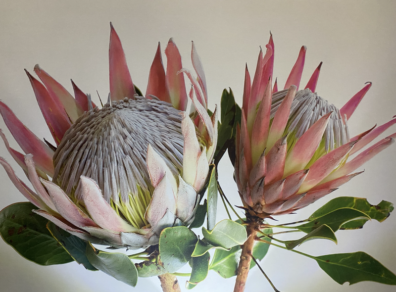 Reduced - King Protea on canvas 900mm*1200mm
