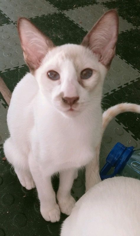 Bi-colour Siamese Kitten