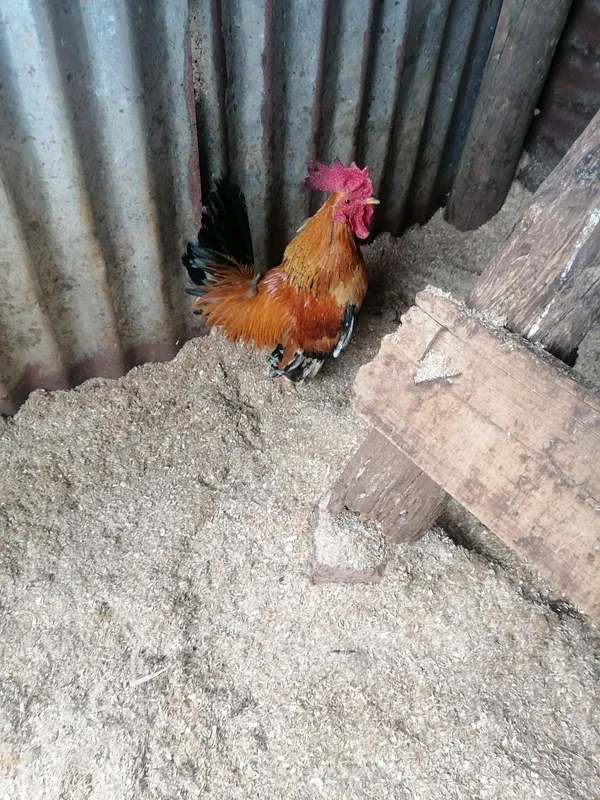 Bantam chickens for sale