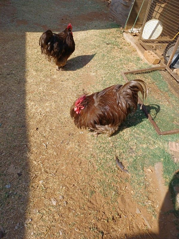 Poultry chickens