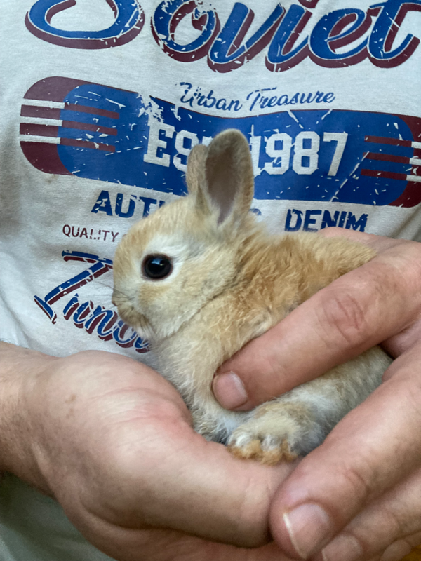 Netherland dwarf bunnies/rabbits