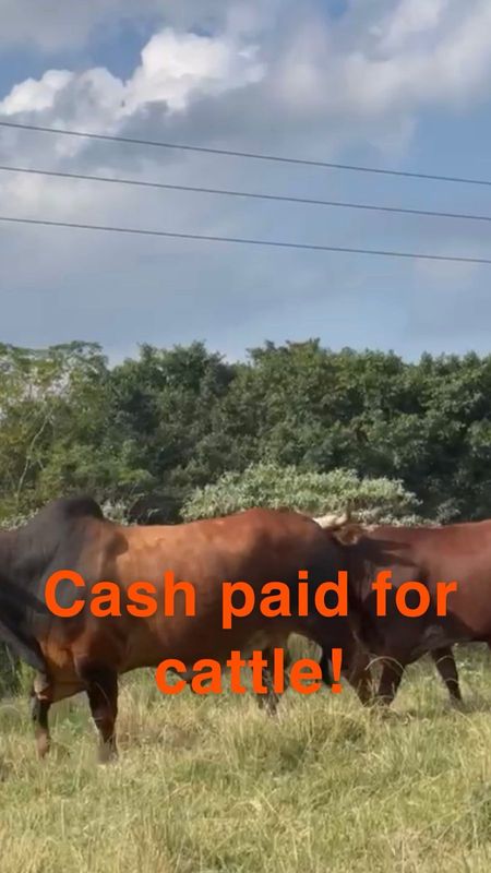 We buy cattle! Cash paid for cattle !
