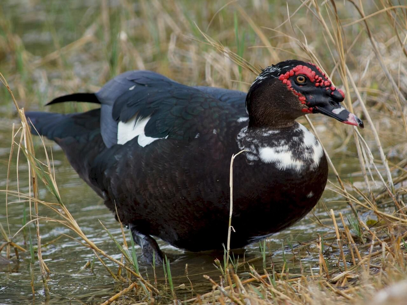 muscovy ducks for sale in three rivers