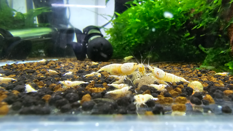 White crystal shrimp