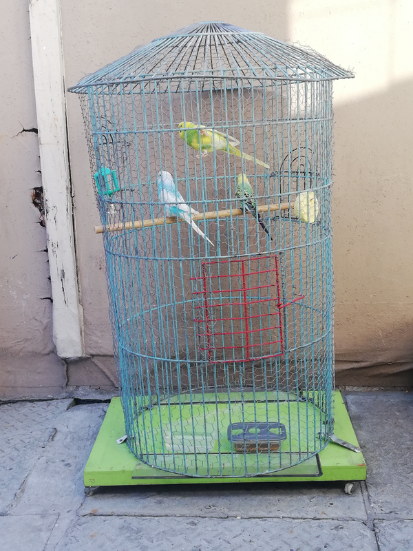 Cage &#43;3budgies