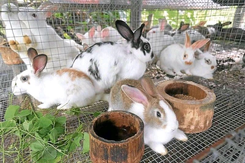 Gorgeous Baby Bunnies For Sale