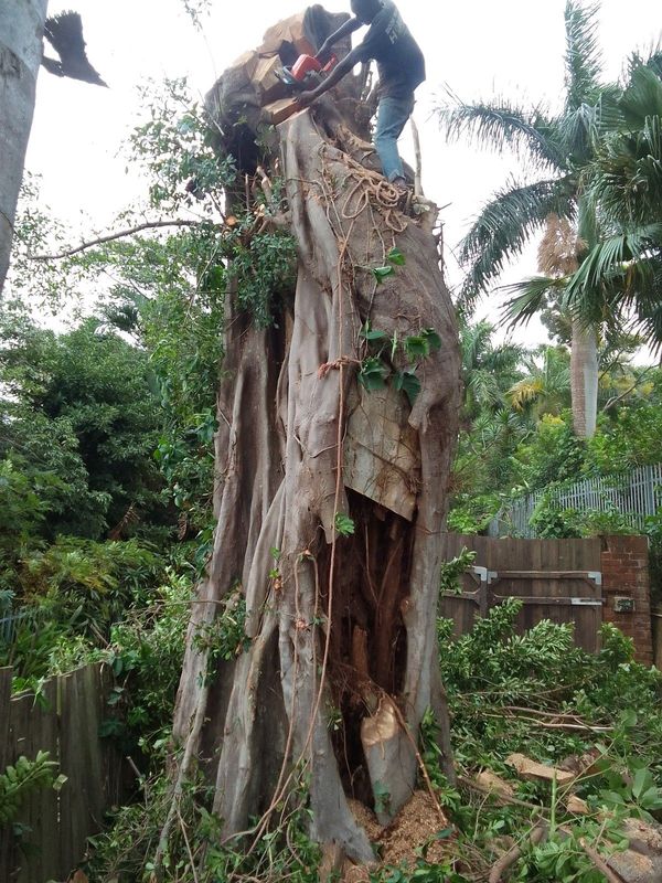 Tree cutting,tree balancing,tree trimmings,tree topping,trimming of overhanging branches bush clean