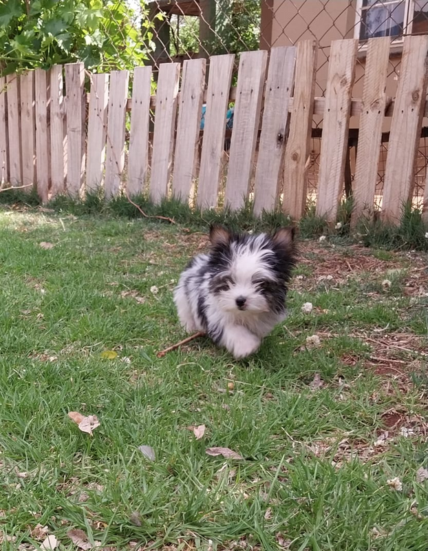 Teacup Yorkie (Yorkshire terrier puppies)