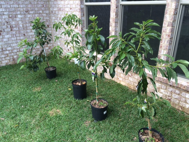 Mini Avo Trees (Fuerte)