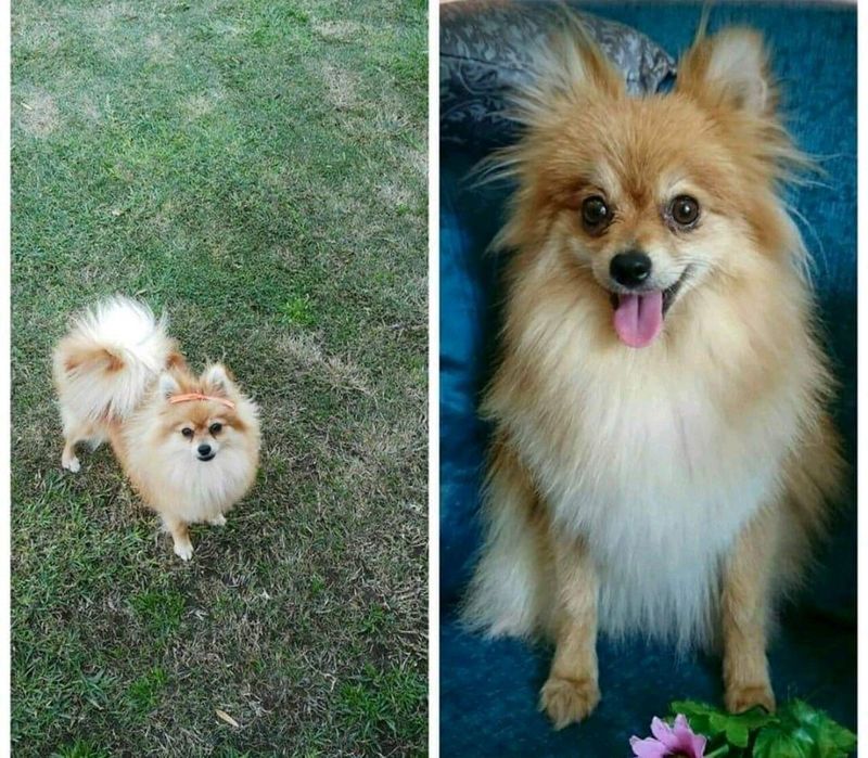 Purebred Miniature Pomeranian Male Puppies (Toypom)