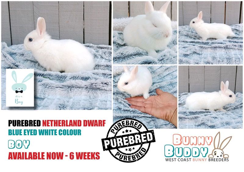 Purebred Netherland Dwarf Rabbits by Registered Breeder