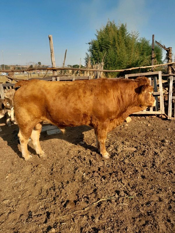 Limousine bull