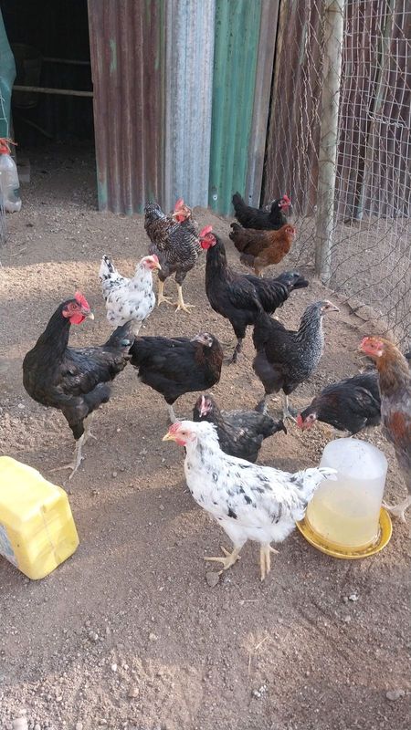 indigenous chiken for sale