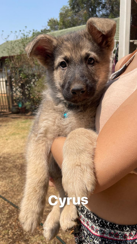 German shepherd X Wolf hybrid Puppies