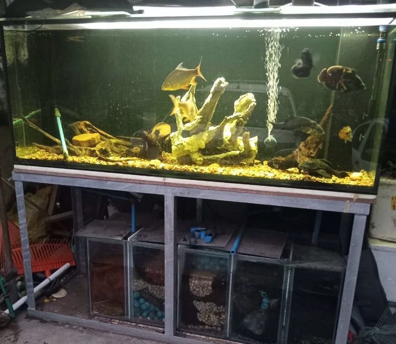 6 ft Large fish tank.